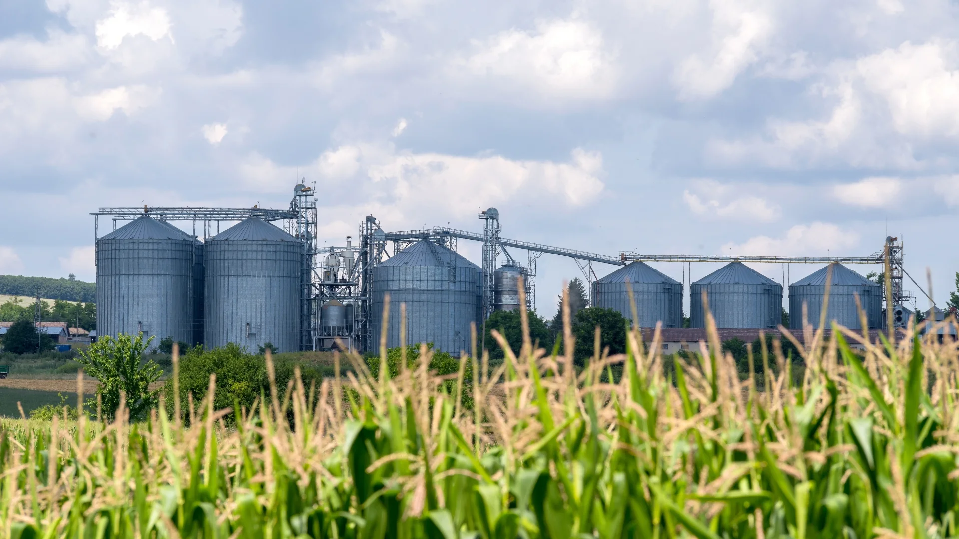 Upright green corn with tassels and grain bins in the distance