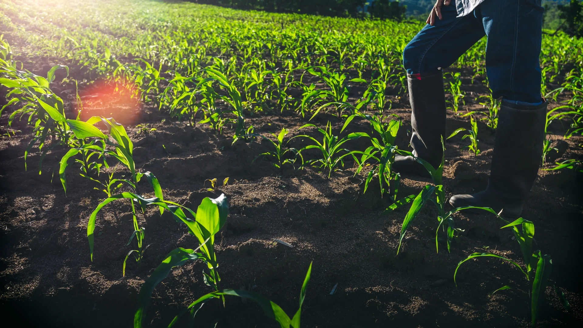 A person standing among rows of young corn while checking the field.