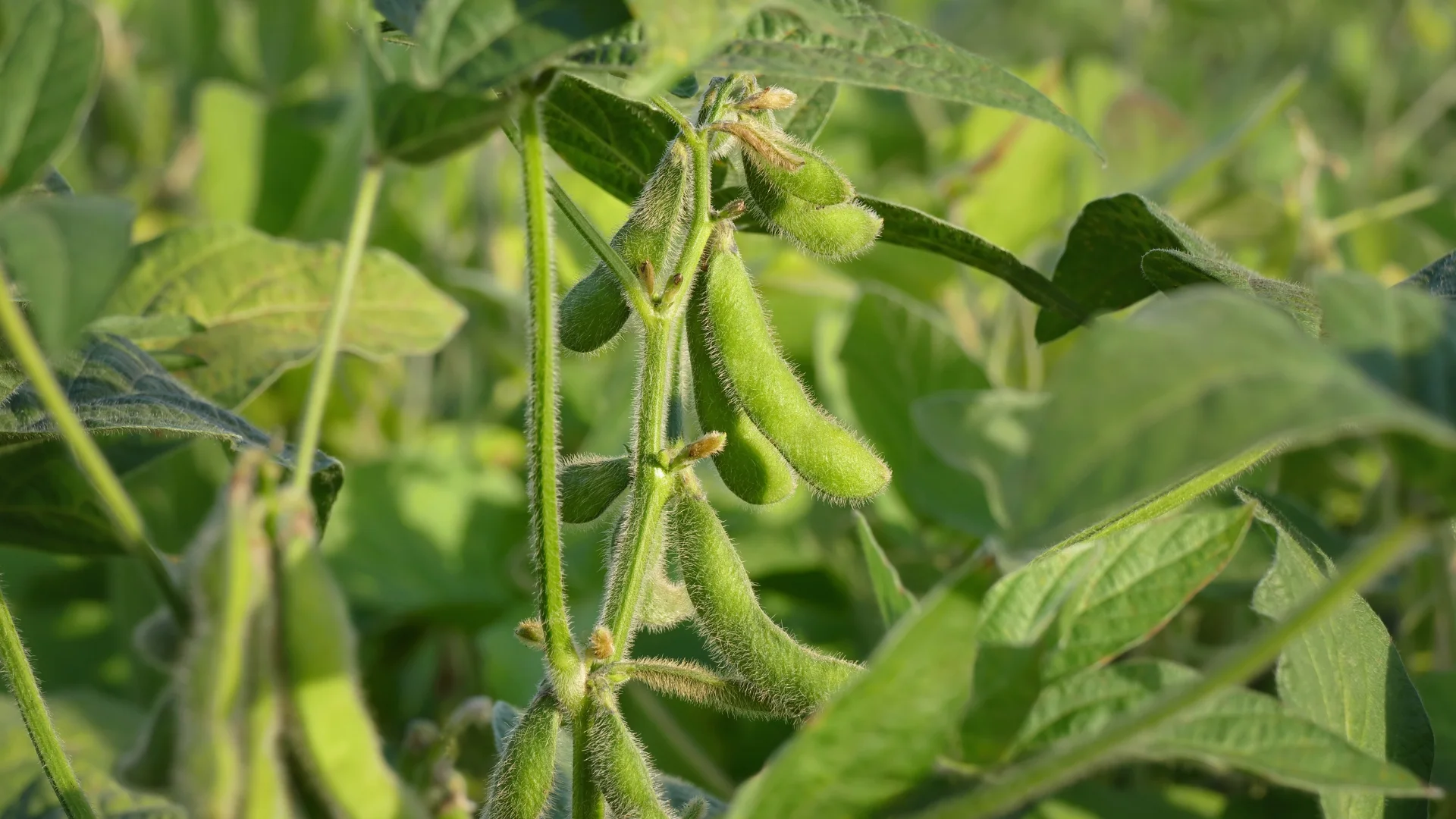 Green soybean pods with three distinct bean bulges on the plant