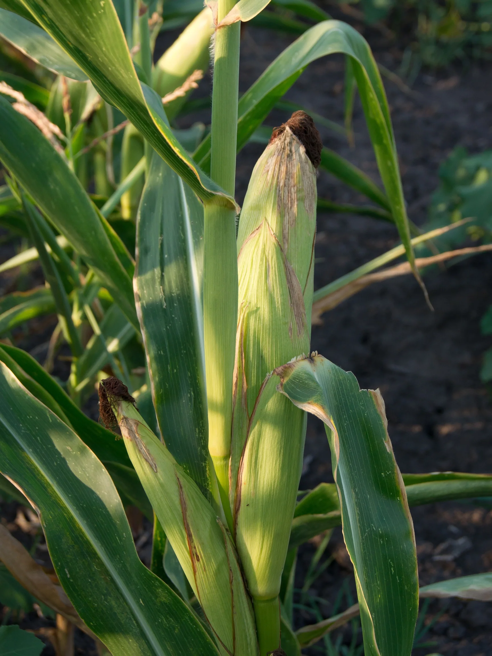 Developing corn ear with green silk