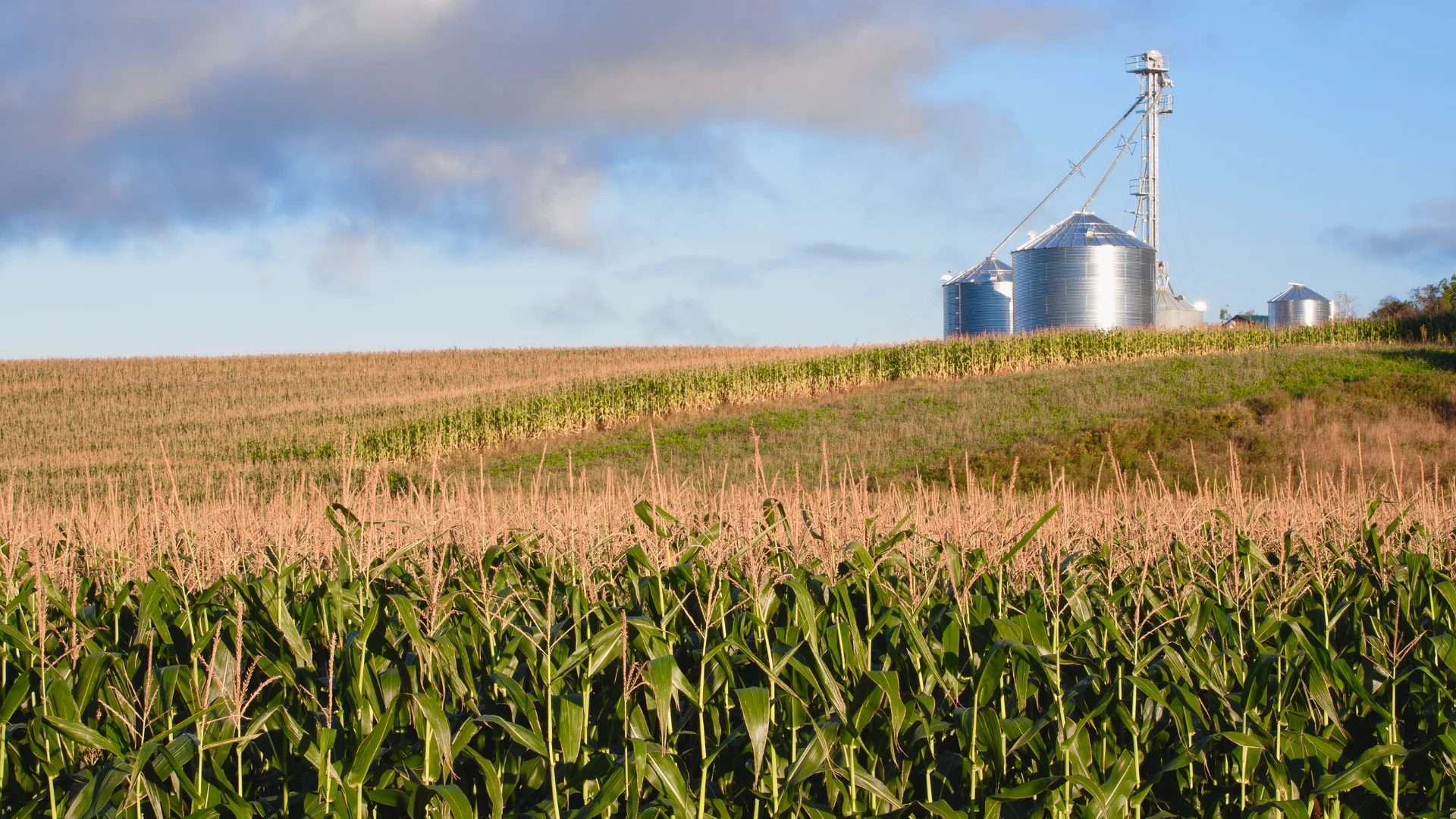 Mature corn with grain bins in the distance