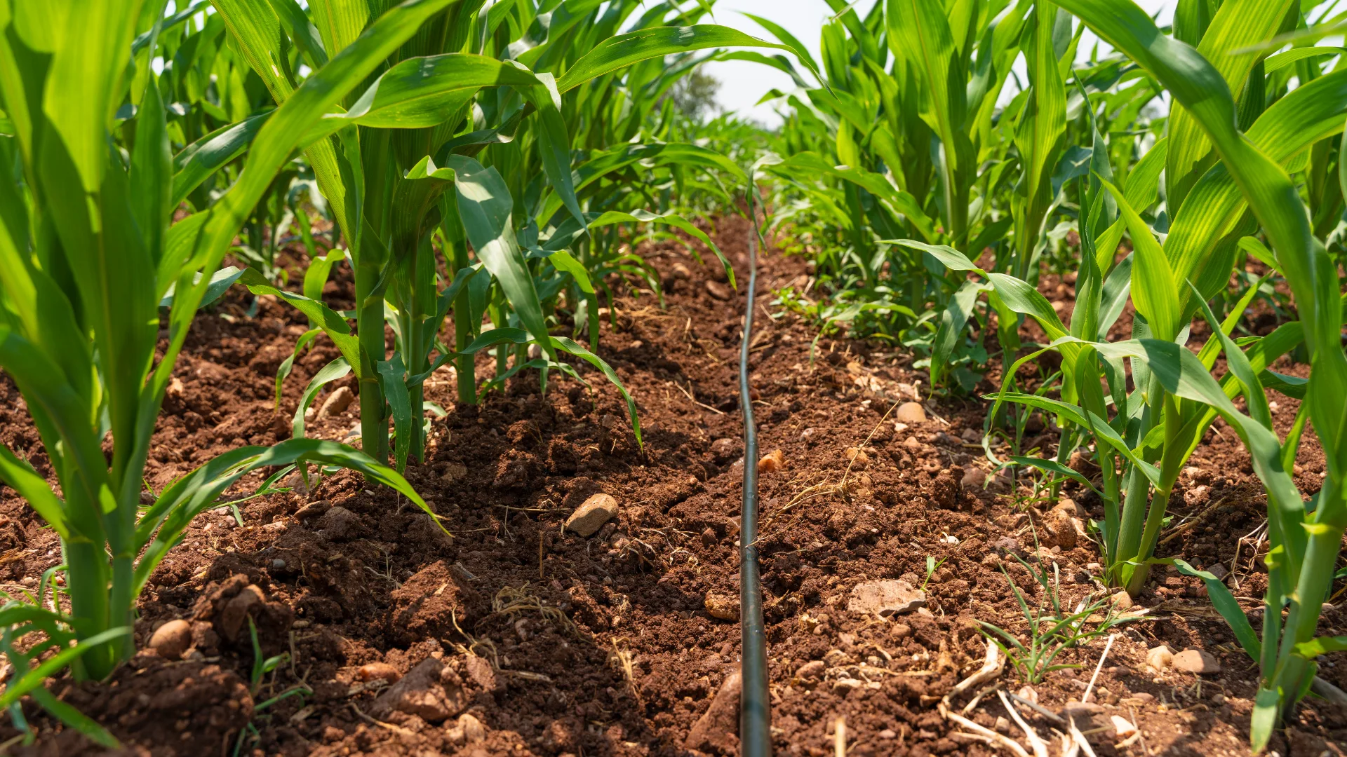 Corn rows growing over dark soil