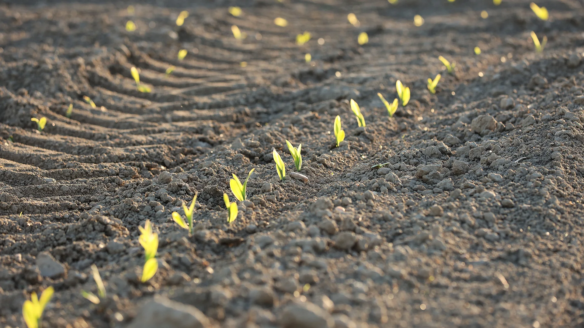 Young corn seedlings emerging in rows through dark soil
