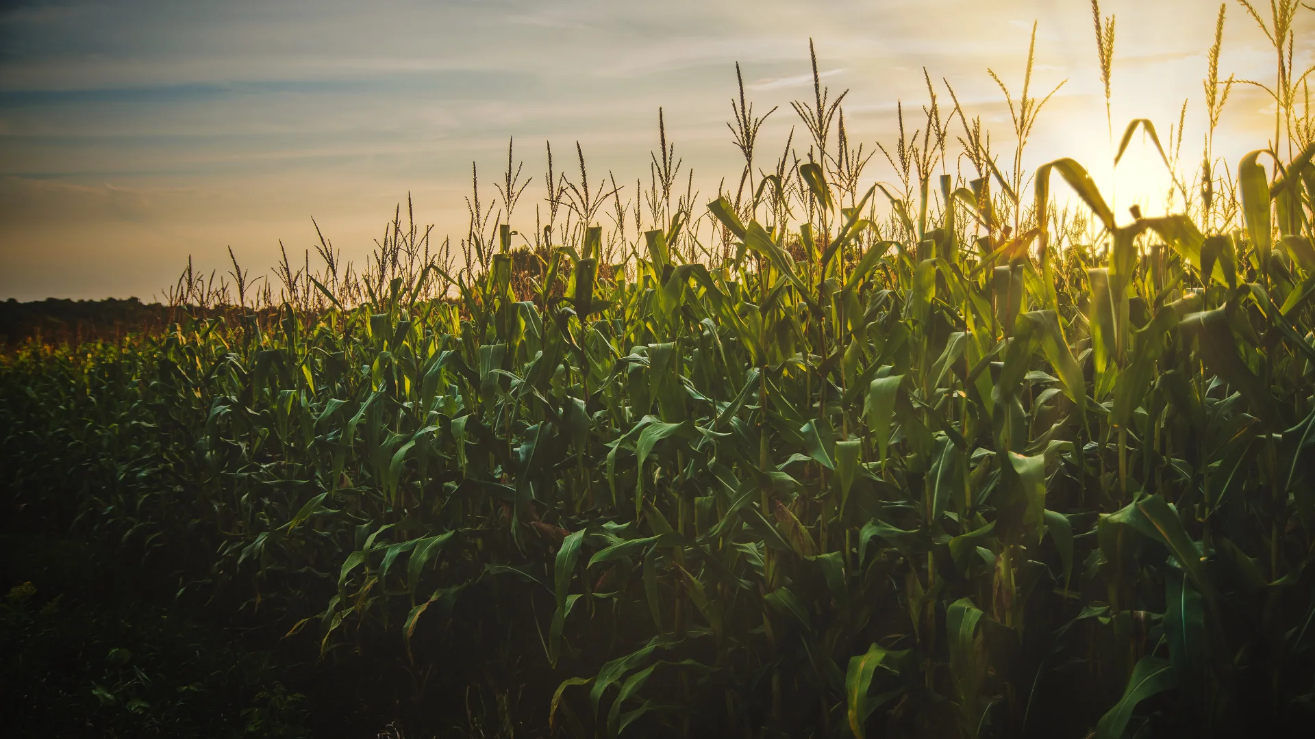 A tasseled cornfield in evening light