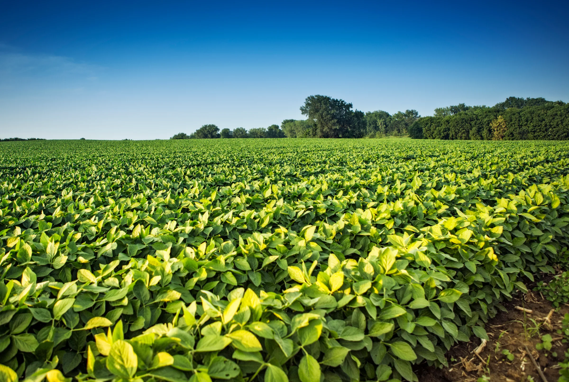 A green soybean field beneath a clear blue sky