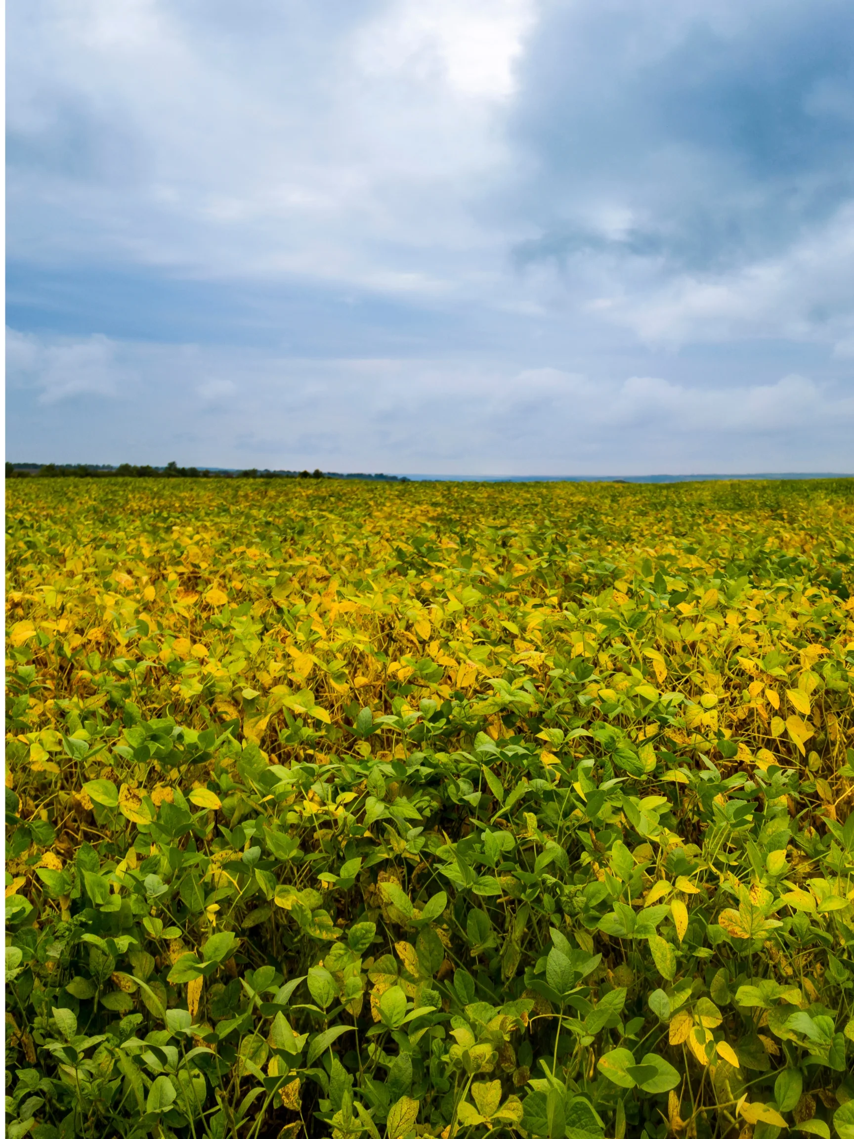 Soybeans beginning to yellow toward maturity