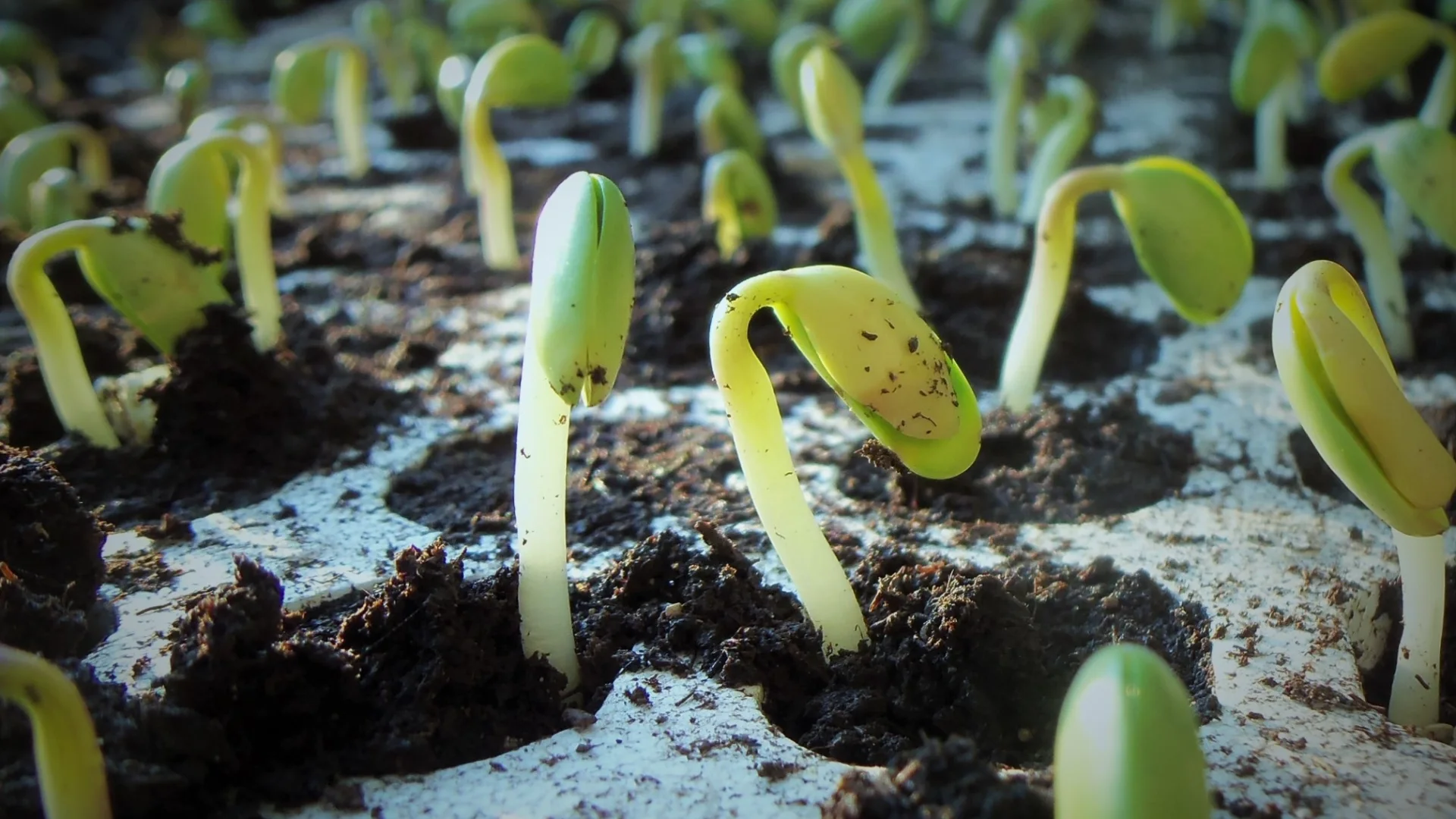 Soybean seedlings emerging from soil